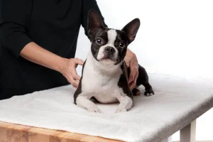 Holistic pet relaxation methods