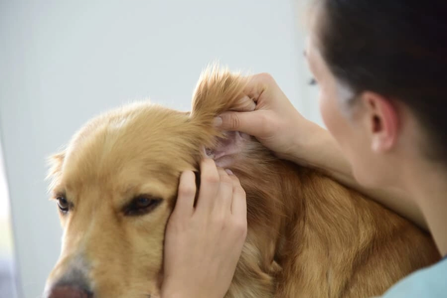 The Health Benefits of Regular Dog Ear Cleaning You Might Be Overlooking