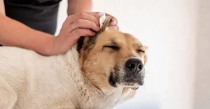 how to clean dog ears